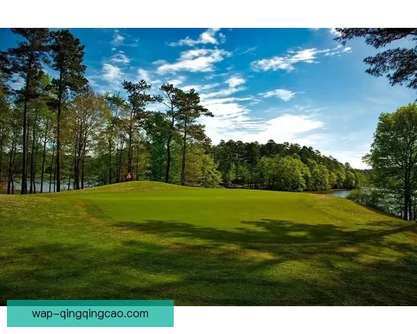 拥抱自然之美：探索“青青草视频免费在线观看”的无限可能